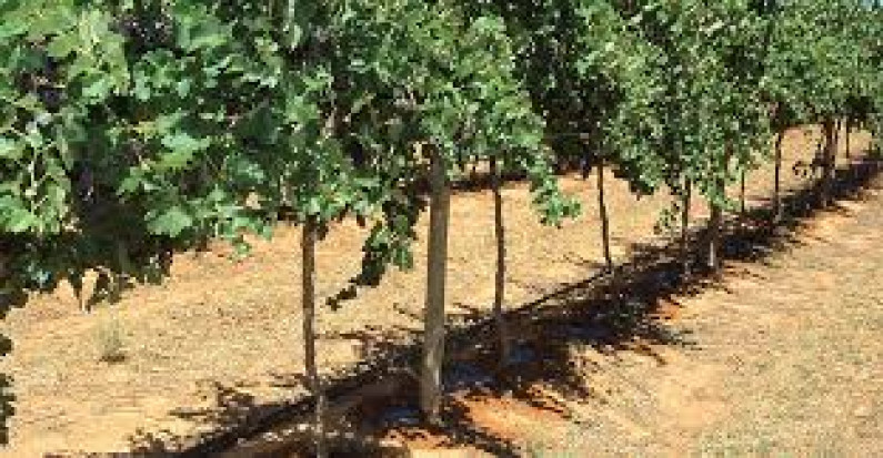 Harvested grapevine