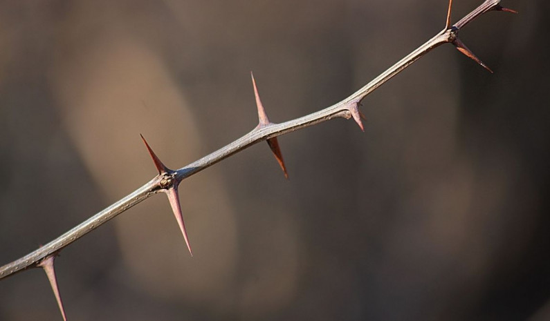 praiseyouforthisthorn